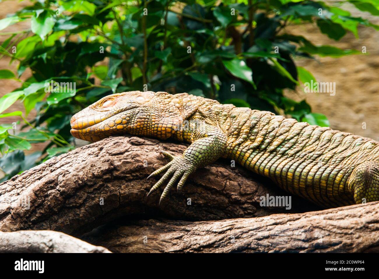 Colorful northern caiman lizard, Dracaena Guianensis, lizard sitting on the tree. Natively found in the jungle of South America. Stock Photo