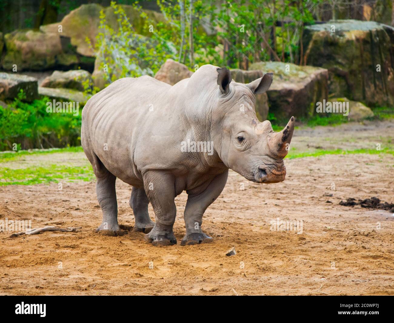 Black Rhinoceros Diceros bicornis in the zoo Stock Photo Alamy
