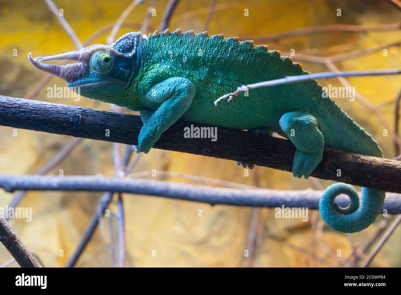 Green-blue chameleon sitting on the branch in terrarium Stock Photo - Alamy