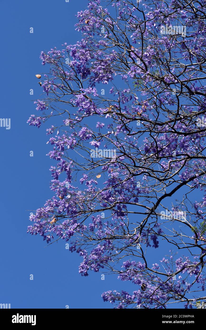 Jacaranda fern tree hires stock photography and images Alamy