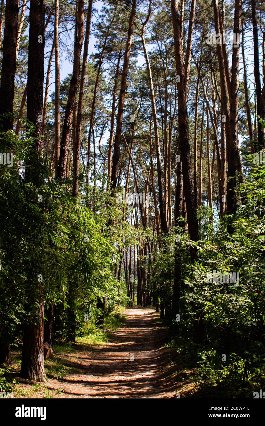 a dirt path in a pine forest Stock Photo - Alamy