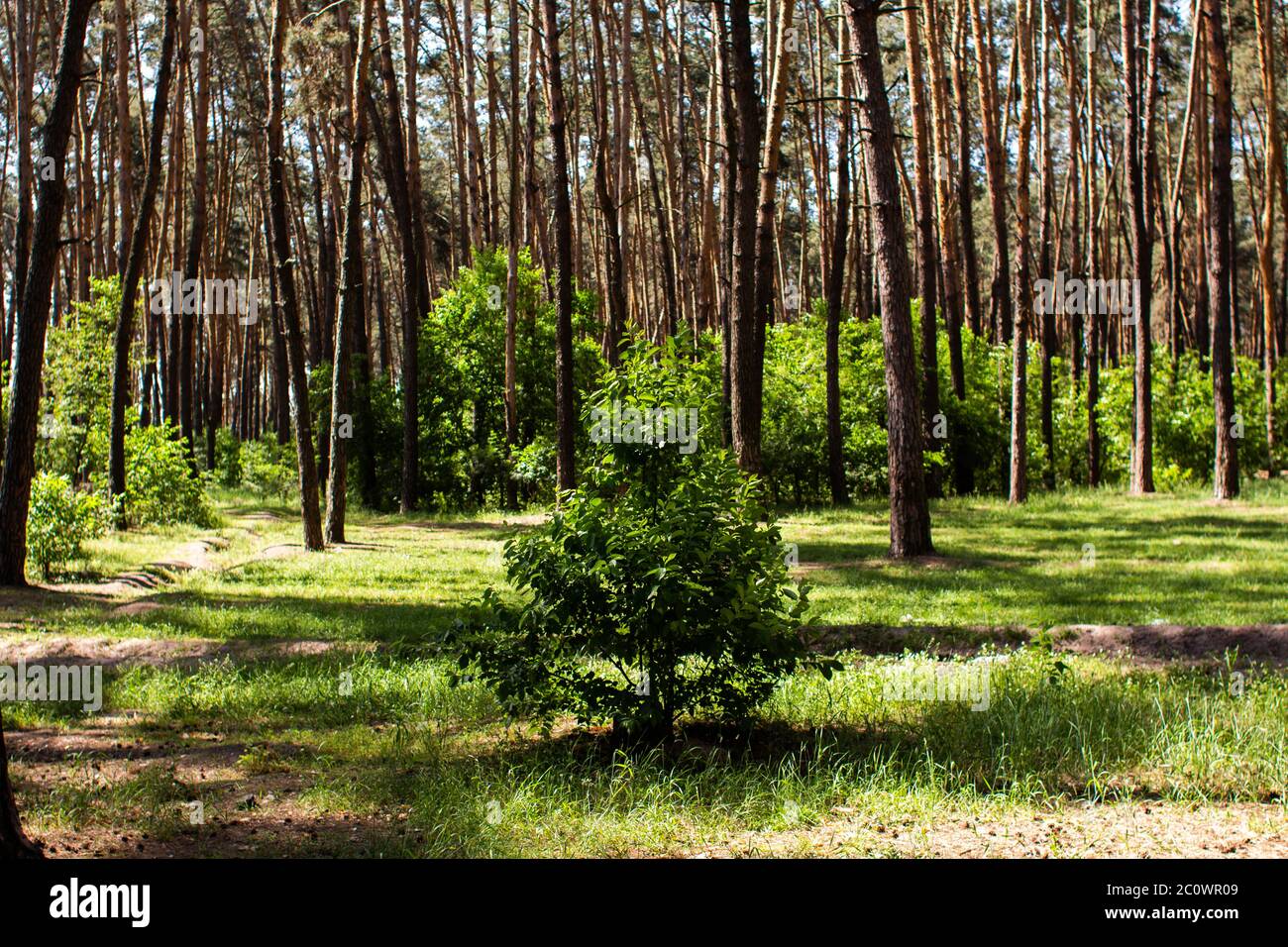small tree grows in pine forest Stock Photo