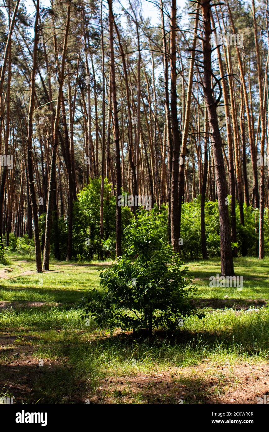 small tree grows in pine forest Stock Photo