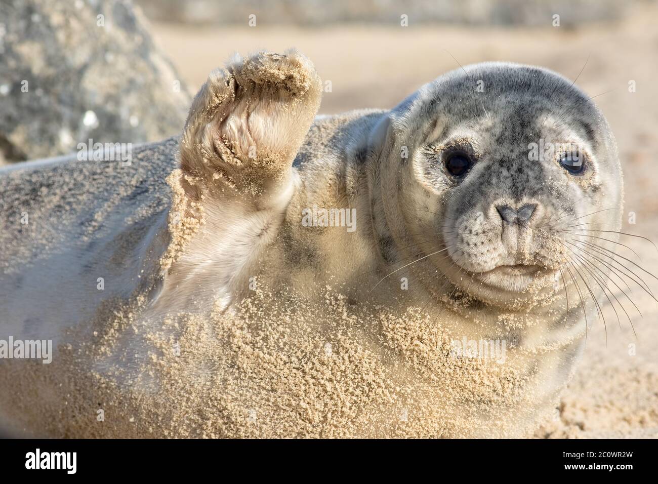 High five. Cute seal waving. Funny animal meme image. Saying hi or bye this  beautiful baby seal is from the Horsey wild seal colony Norfolk UK. Saying  Stock Photo - Alamy