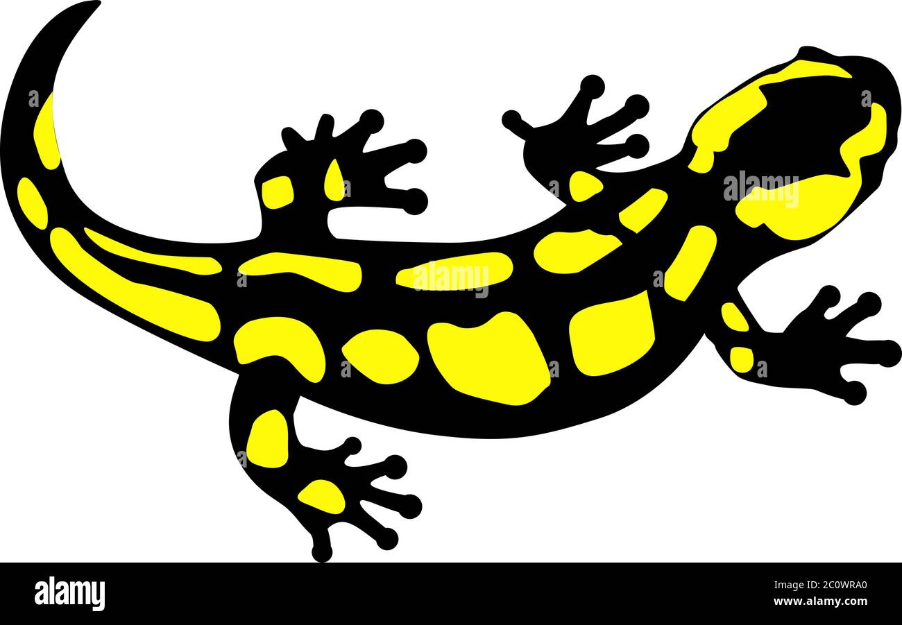 spotted salamander reptile amphibian vector illustration Stock Vector