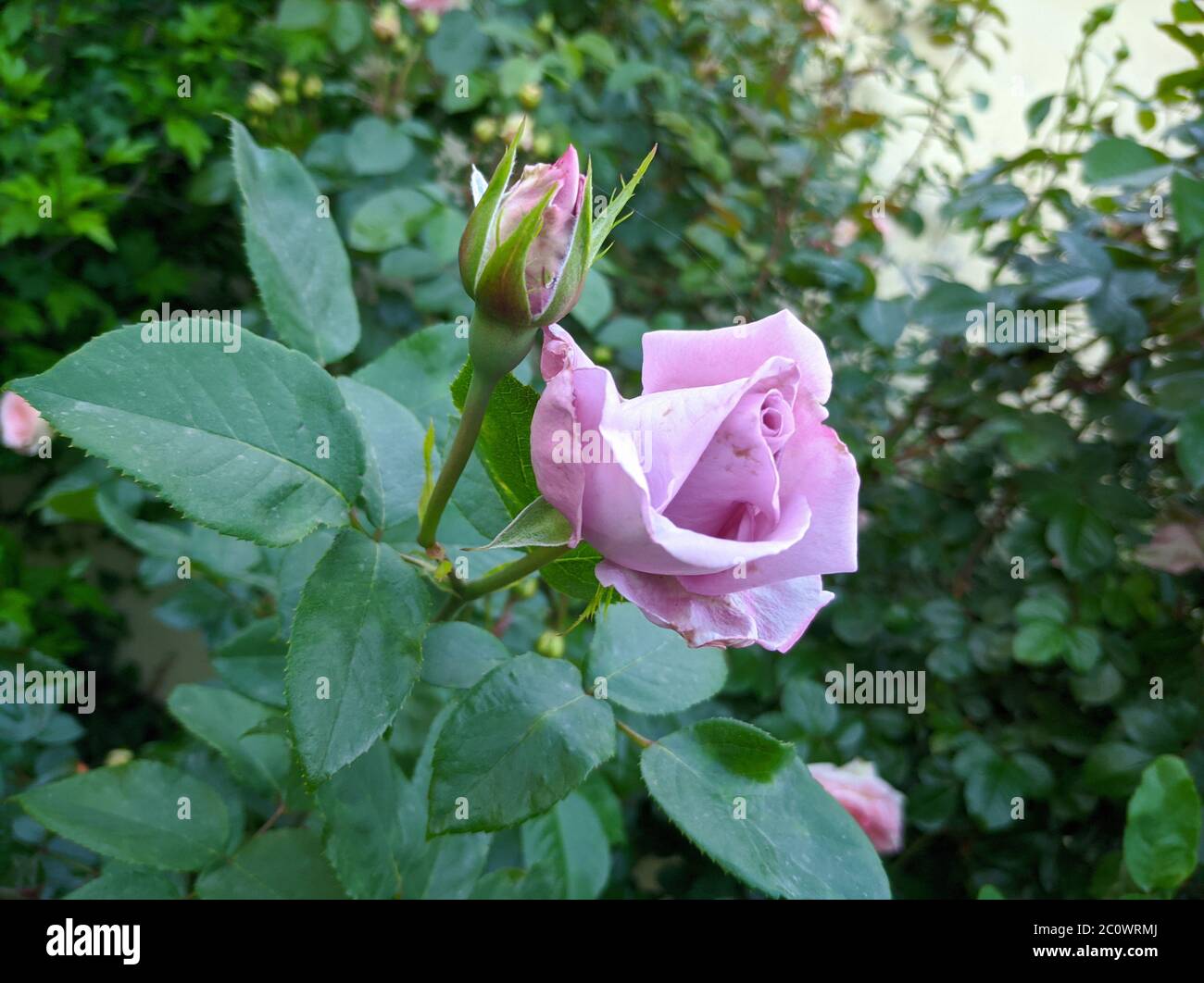 delicate bud of blossoming roses of Blue Moon variety Stock Photo - Alamy
