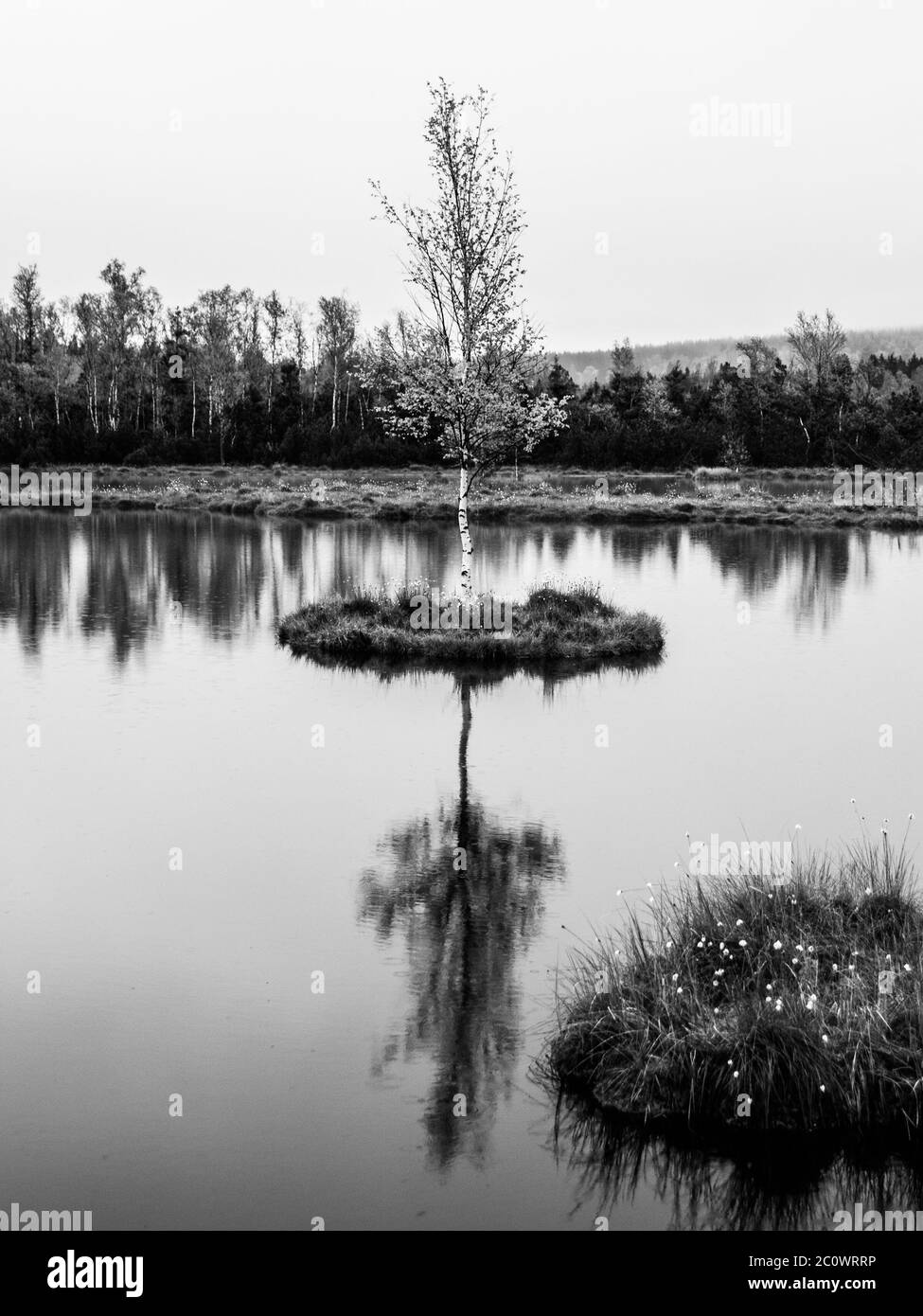 Chalupska Moor Lake near Borova Lada, Sumava Mountains, Czech Republic. Small islands with trees in the middle of peat-bog. Black and white image. Stock Photo