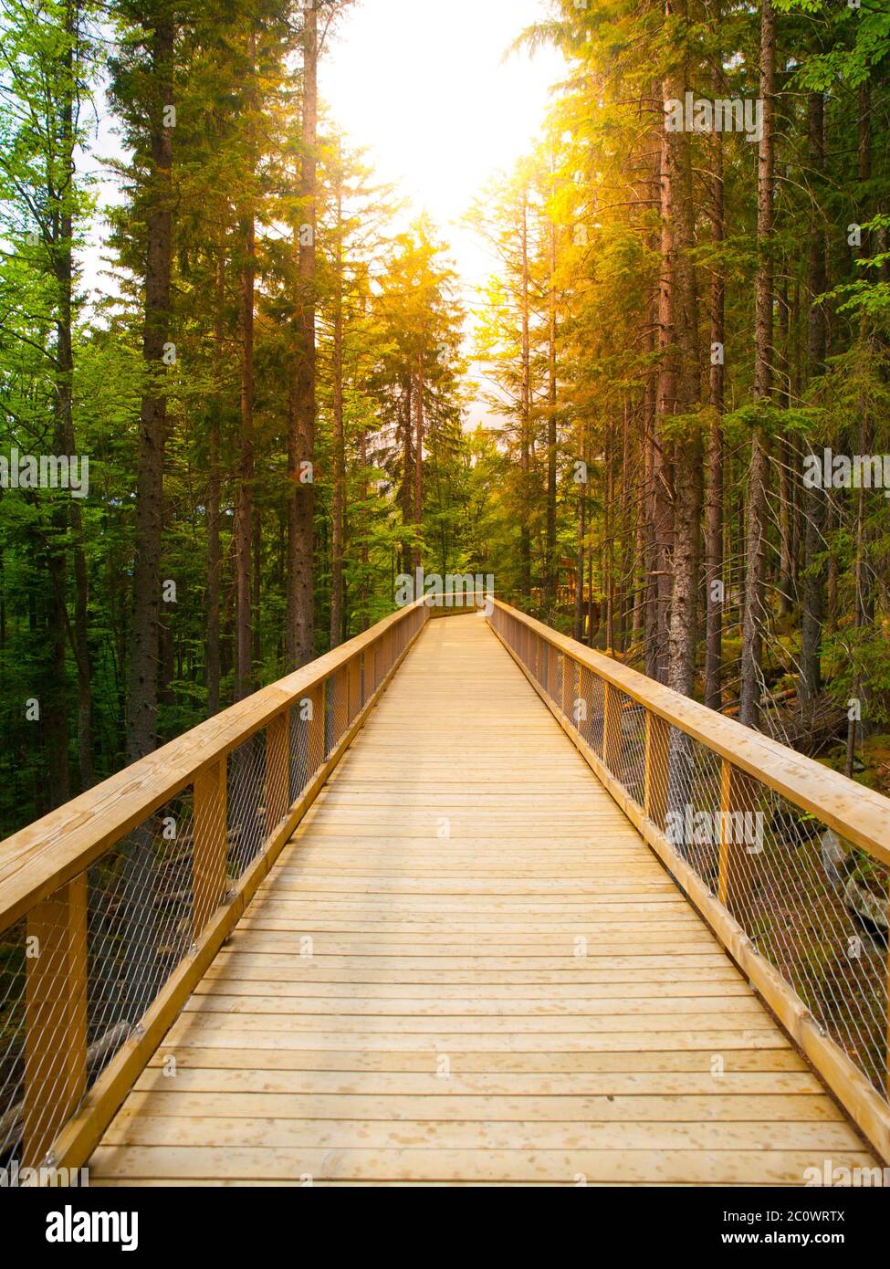 Wooden pathway in the forest, Sumava, Czech Republic Stock Photo