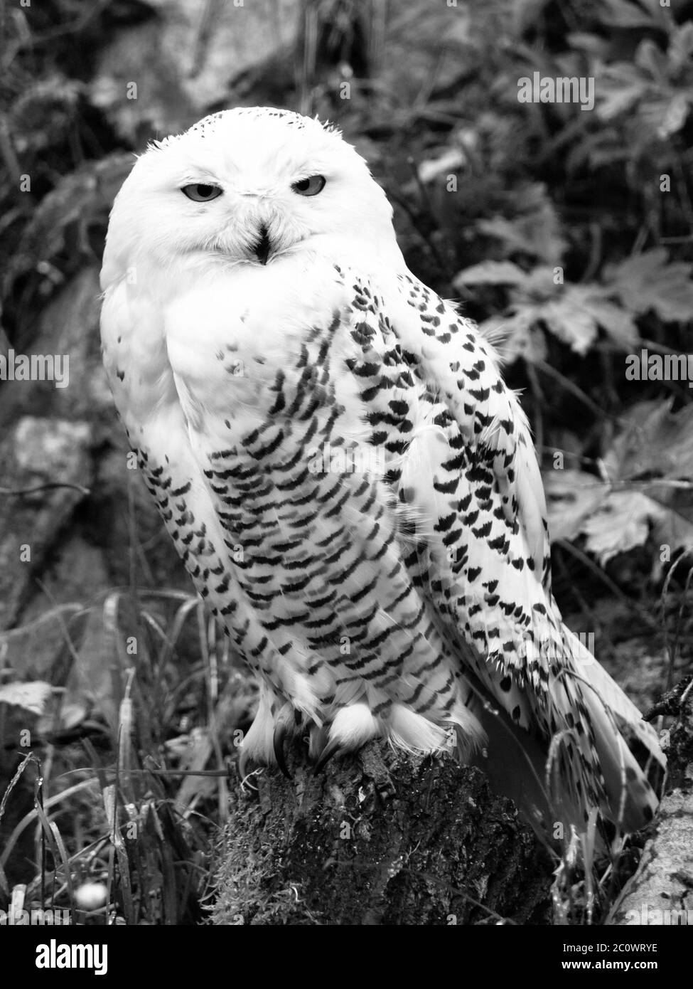 Snowy owl, Bubo scandiacus, sitting on the tree stump . Black and white image. Stock Photo