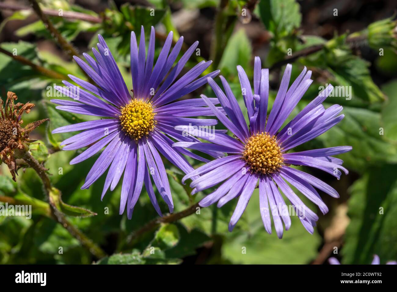 Aster peduncularis  a purple blue herbaceous summer autumn perennial flower plant commonly known as Michaelmas daisy Stock Photo