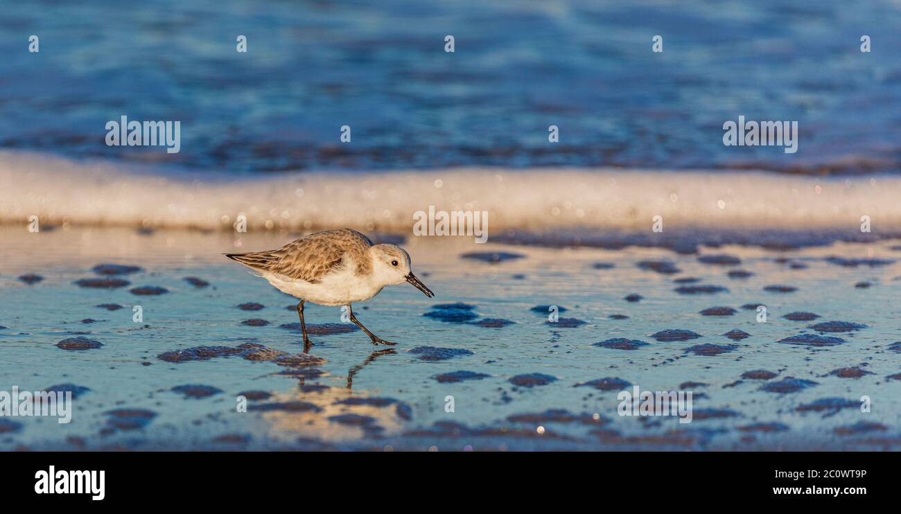 Dunling Dunling bird hi-res stock photography and images - Alamy