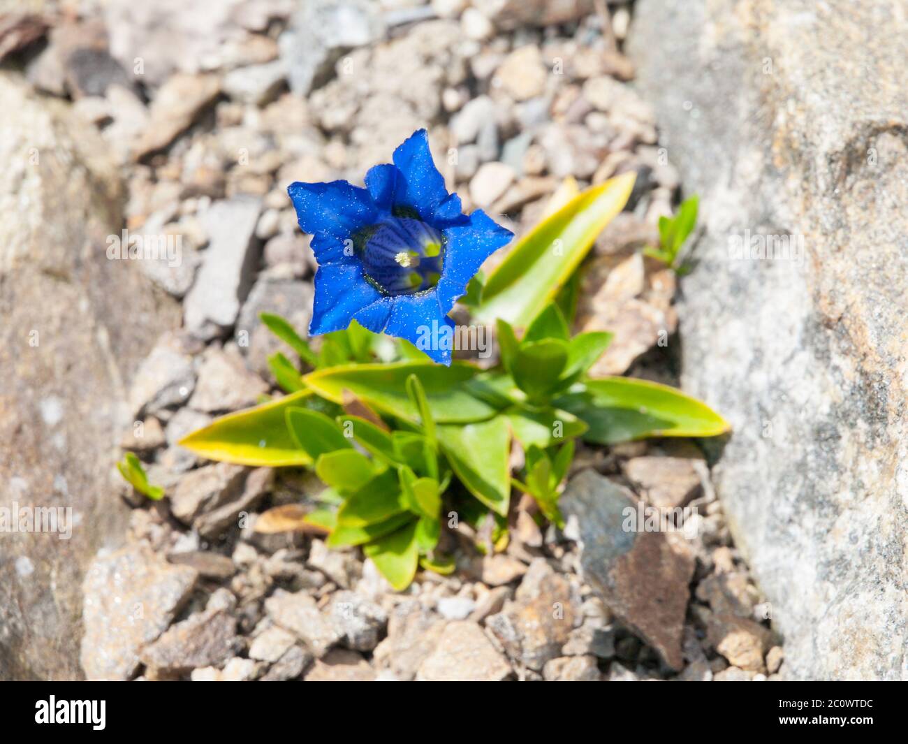 Beautiful blue trumpet of wild gentiana flower on rocky ground. Stock Photo