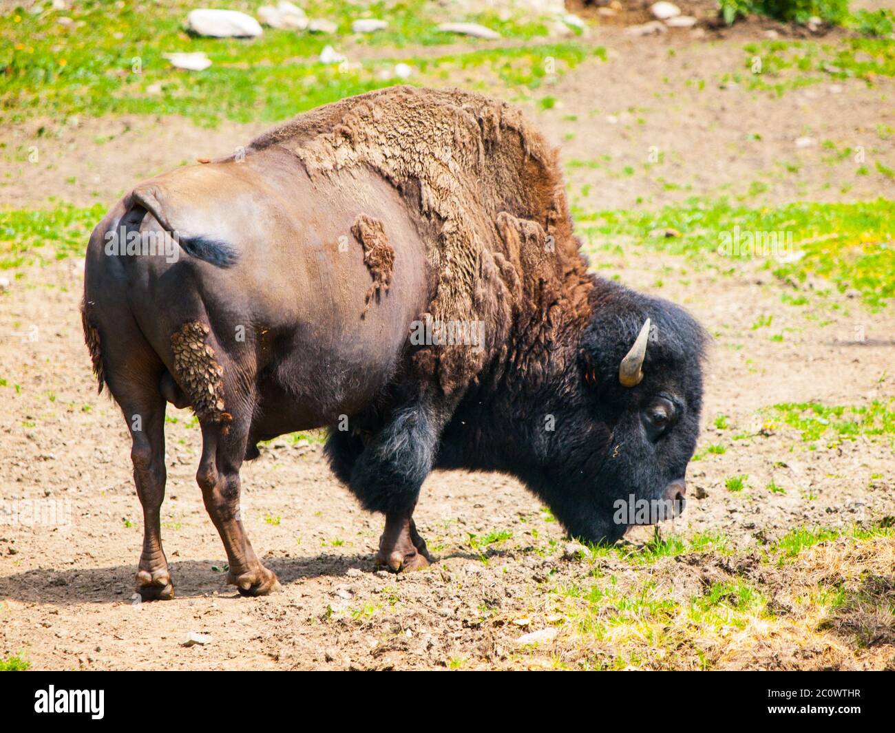 Wild american bison, Bison bison, aka buffalo on a pasture. Stock Photo