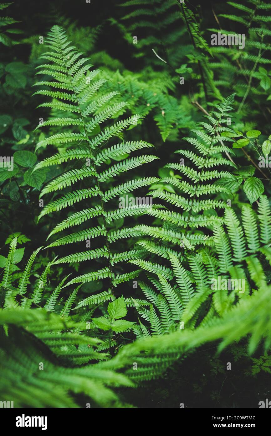 Fern Leaves in Hamsterley Forest, County Durham Stock Photo