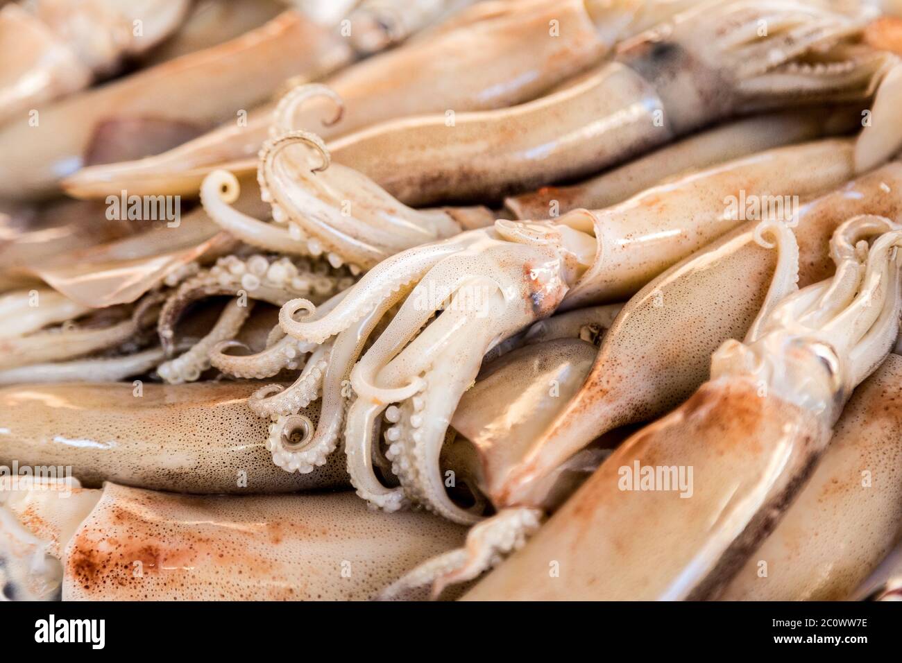 Detail of tentacles of fresh squid Stock Photo - Alamy