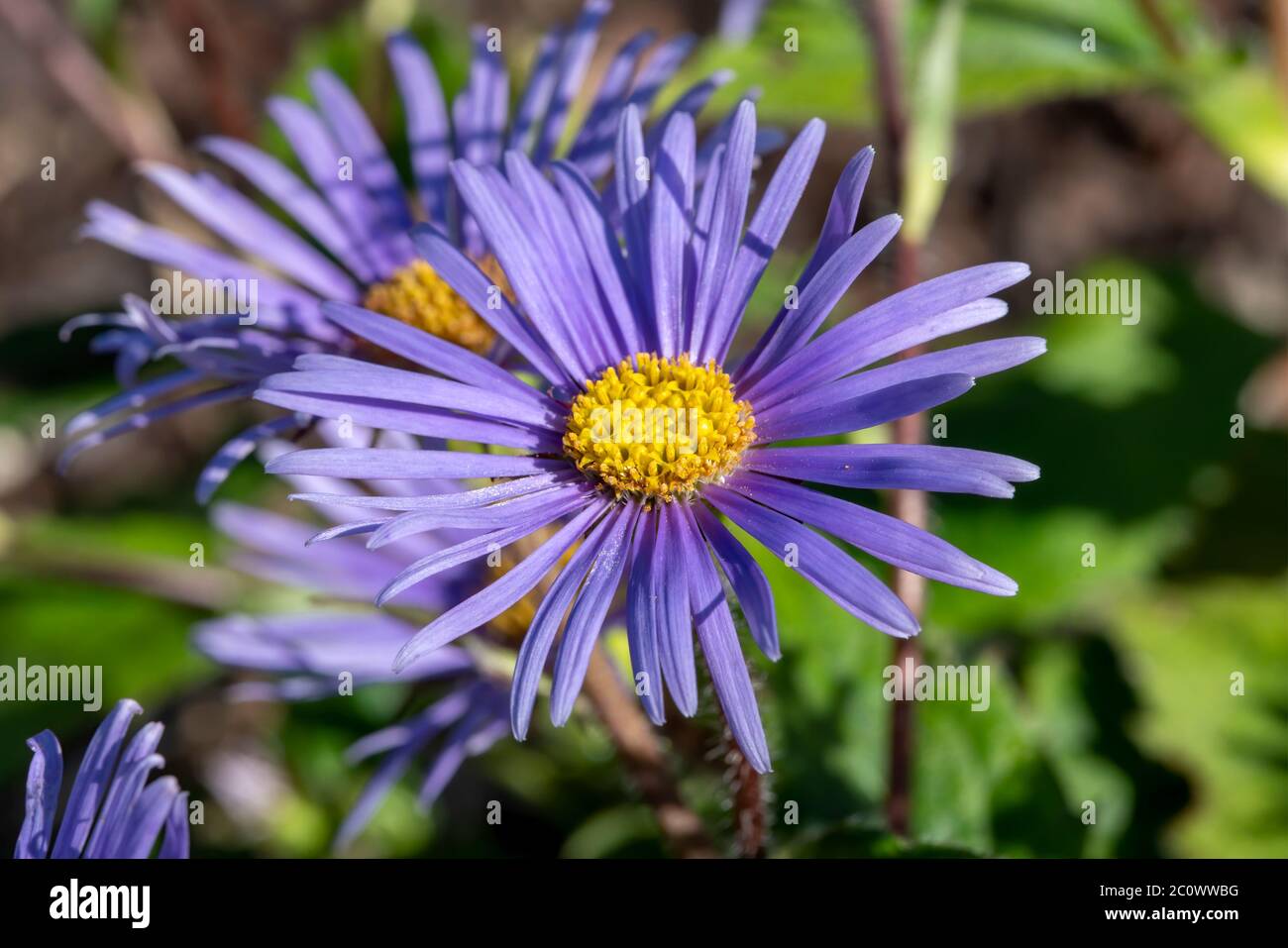 Aster peduncularis  a purple blue herbaceous summer autumn perennial flower plant commonly known as Michaelmas daisy Stock Photo