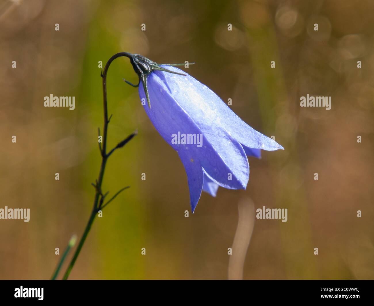 Violet meadow bellflower, aka Campanula, with green bokeh background. Shallow depth of field. Stock Photo
