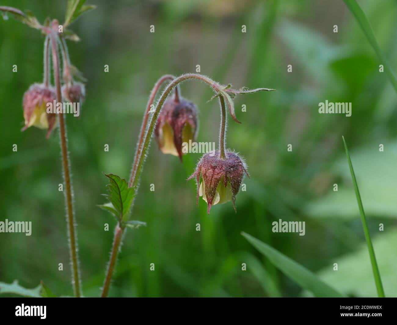 Drooping Stem High Resolution Stock Photography and Images - Alamy