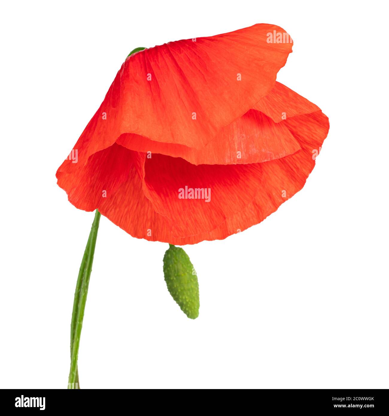 red poppy flower isolated on white background Stock Photo - Alamy