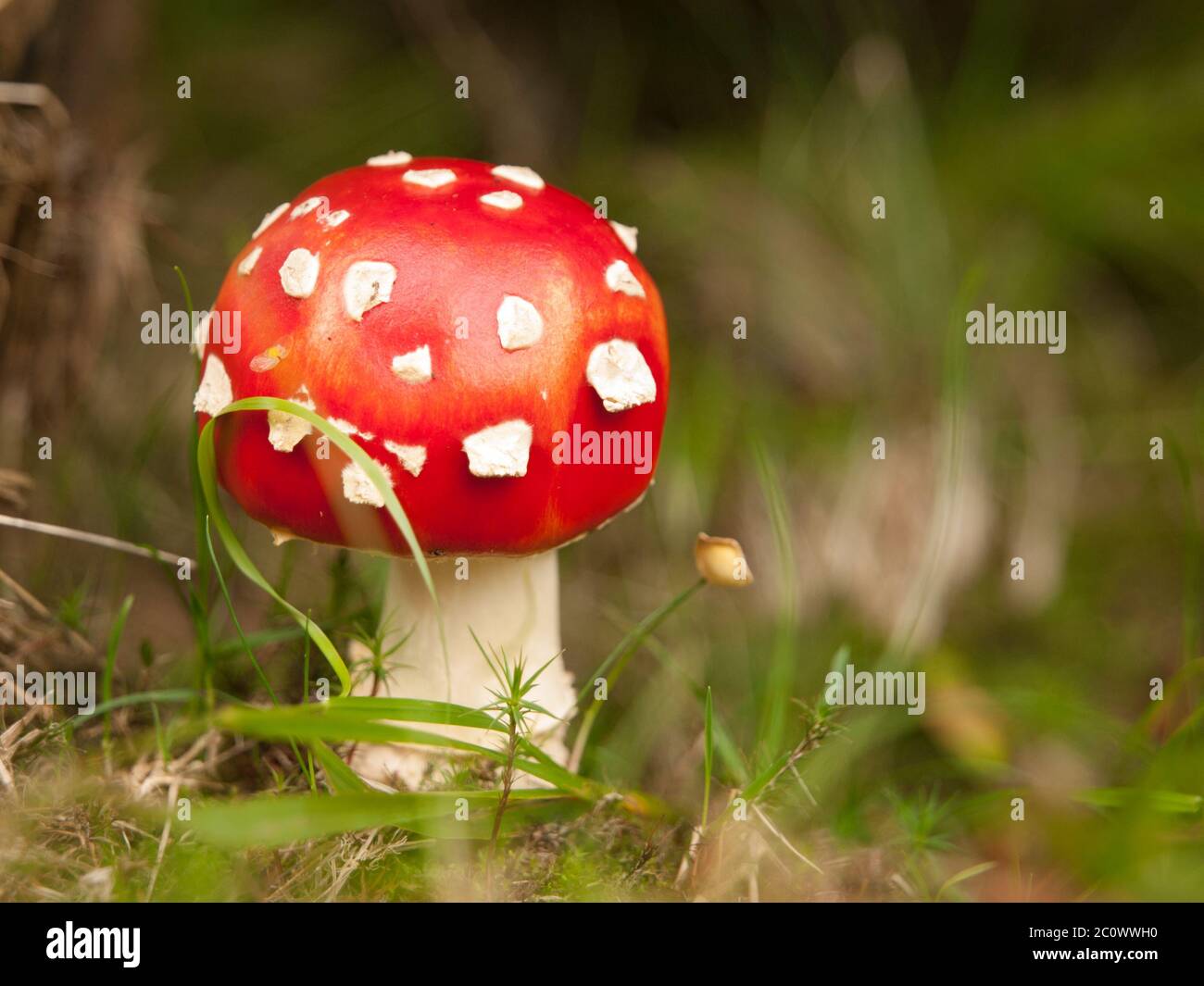 Young fly agaric, or fly amanita, red mushroom with typical white dots. Poisonous mushroom in the forest grass. Stock Photo