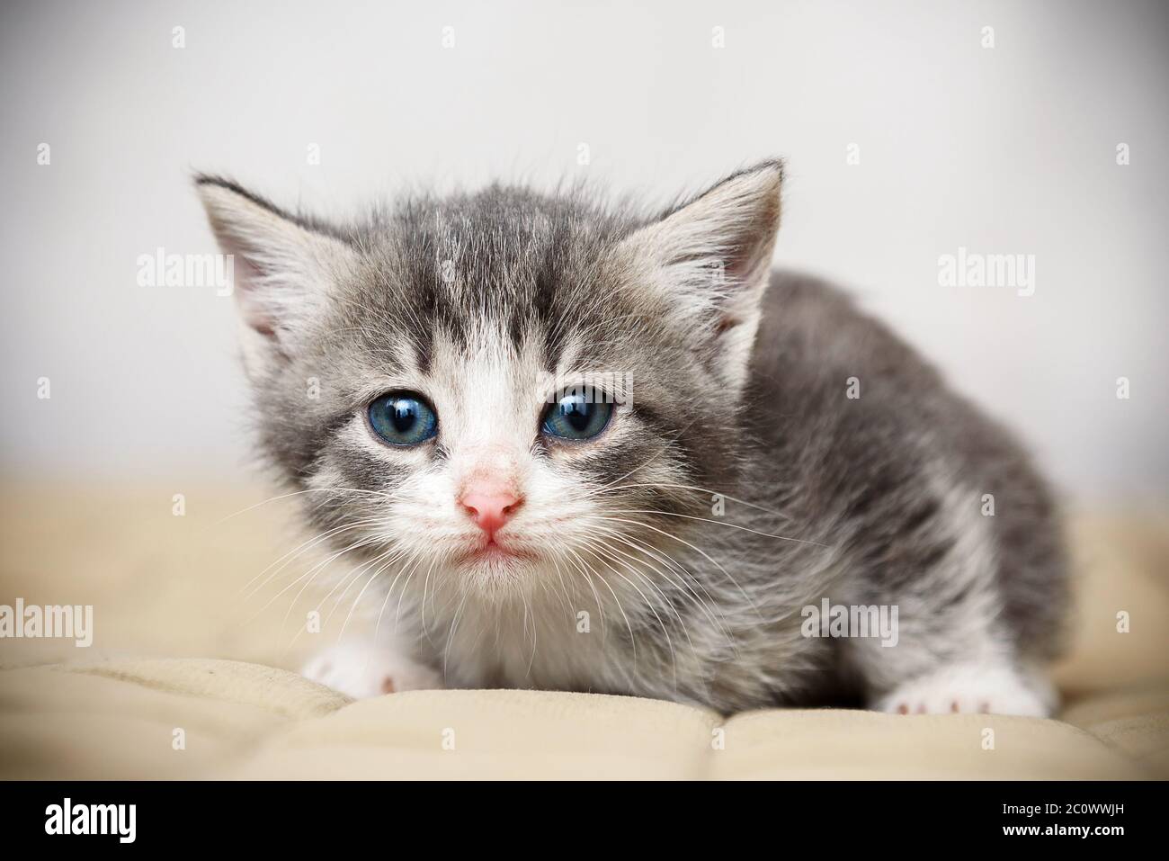 Little pretty funny kitten-animal world and Pets Stock Photo