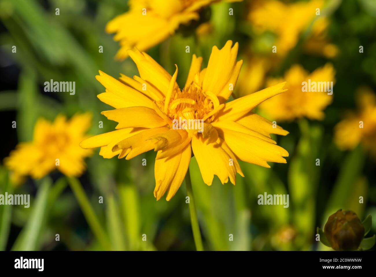 Coreopsis grandiflora 'Sun Up' a yellow herbaceous perennial spring summer autumn flower plant commonly known as Tickseed Stock Photo