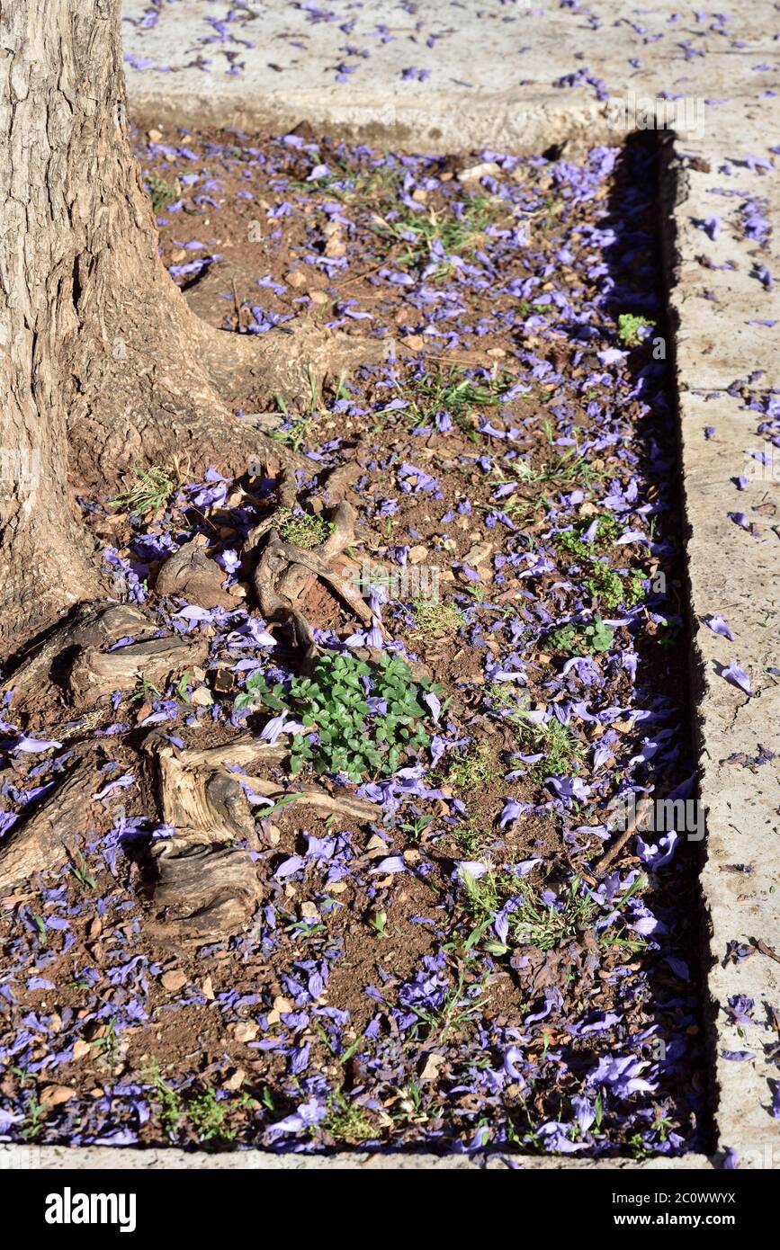 Jacaranda mimosifolia flowers fallen near tree roots in Zappeion