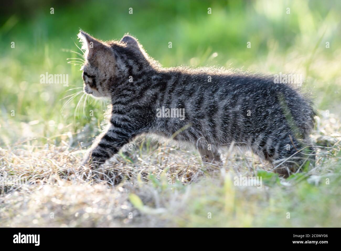 small kitten walks in the green grass on the lawn Stock Photo - Alamy
