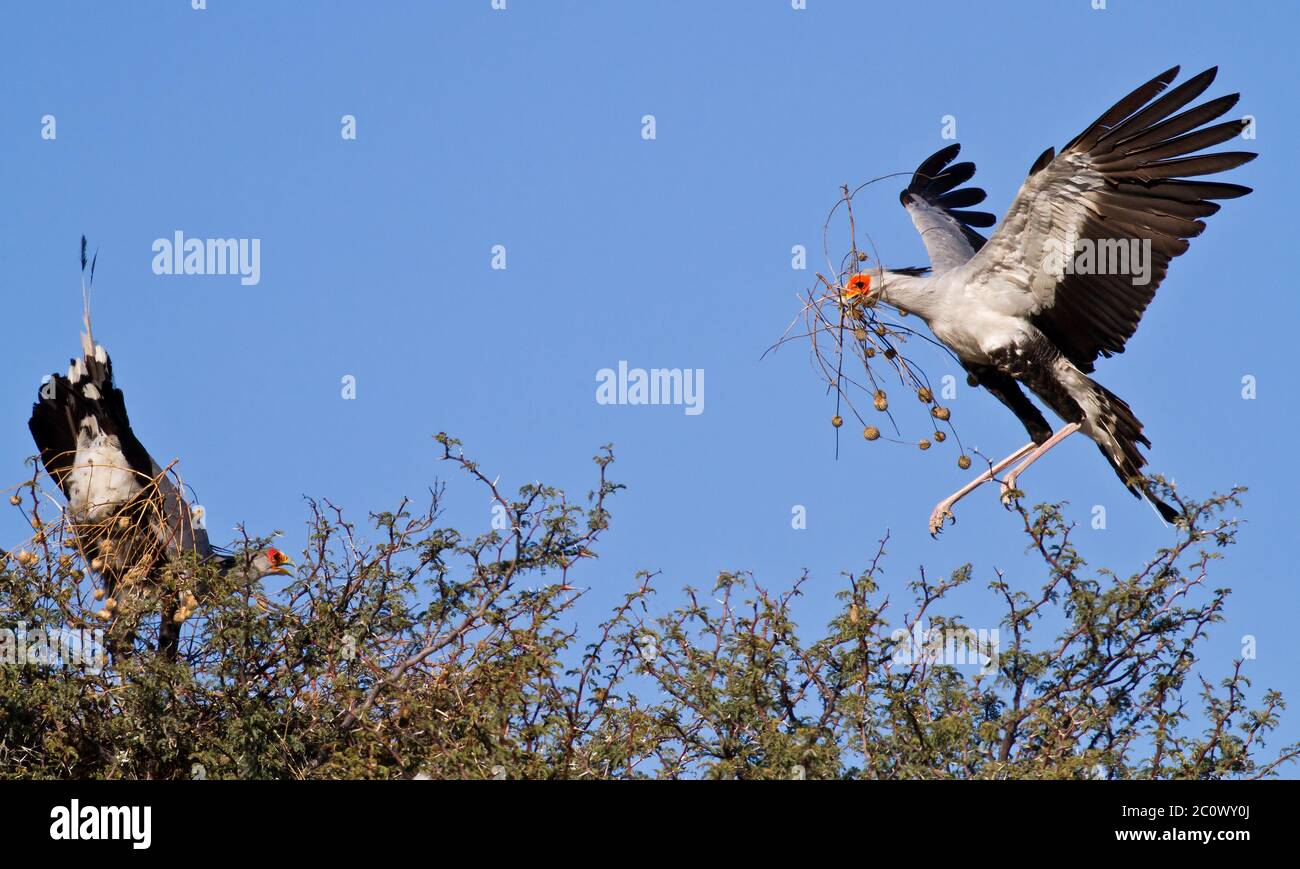 secretary bird kalahari, kgalagadi Stock Photo