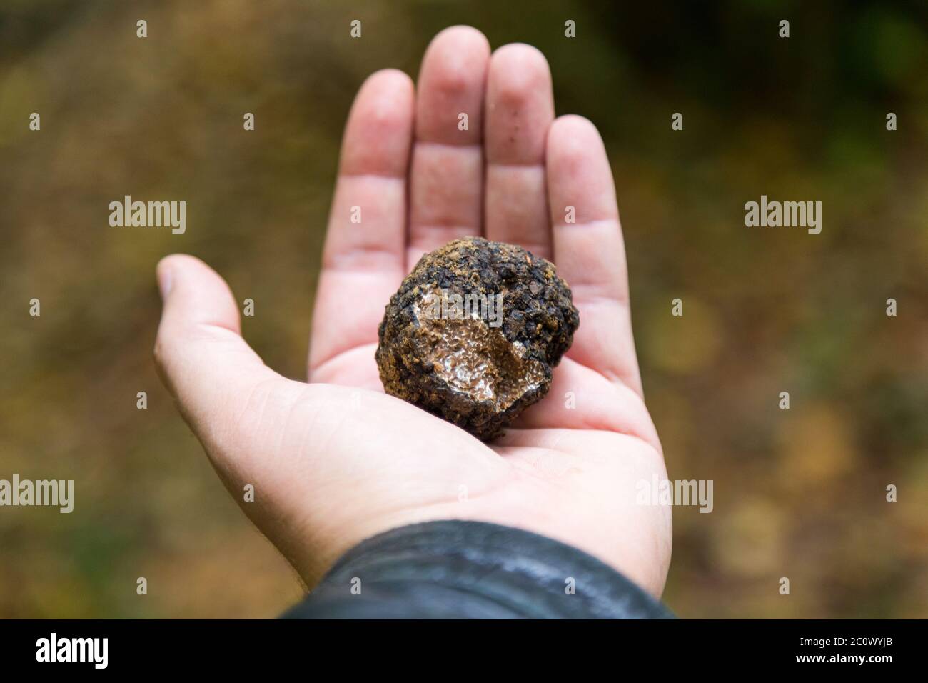 Black truffle Stock Photo