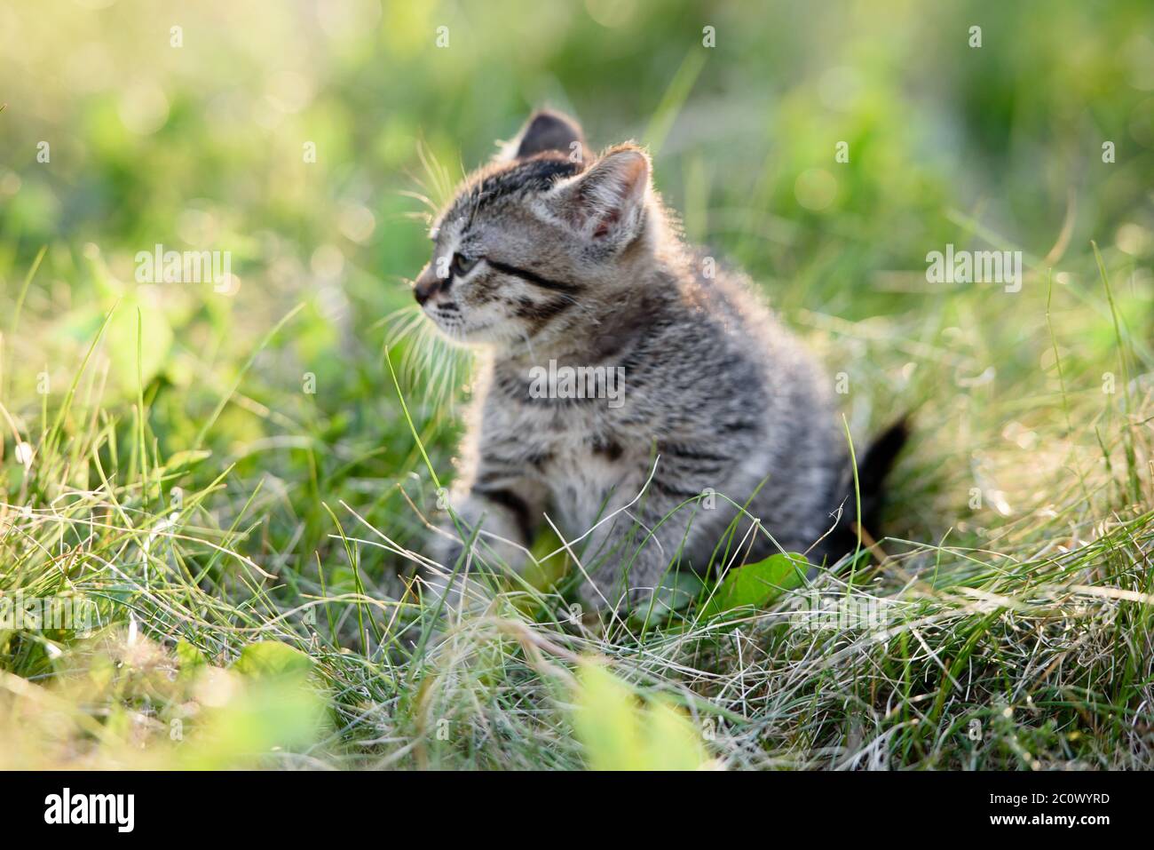 A small charming kitten walks on the green grass Stock Photo - Alamy