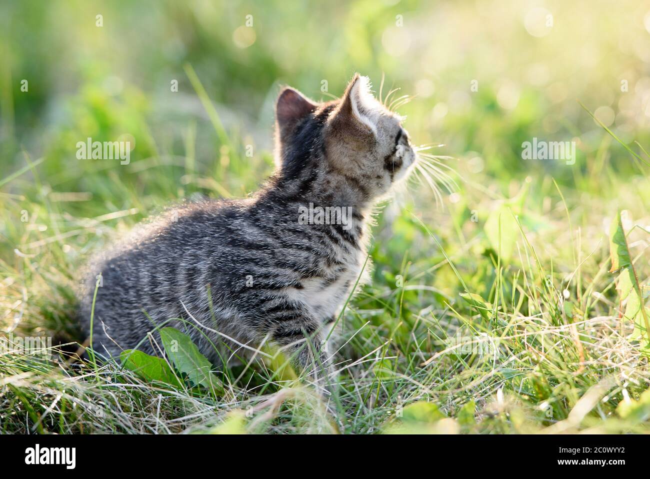 A small charming kitten walks on the green grass Stock Photo - Alamy