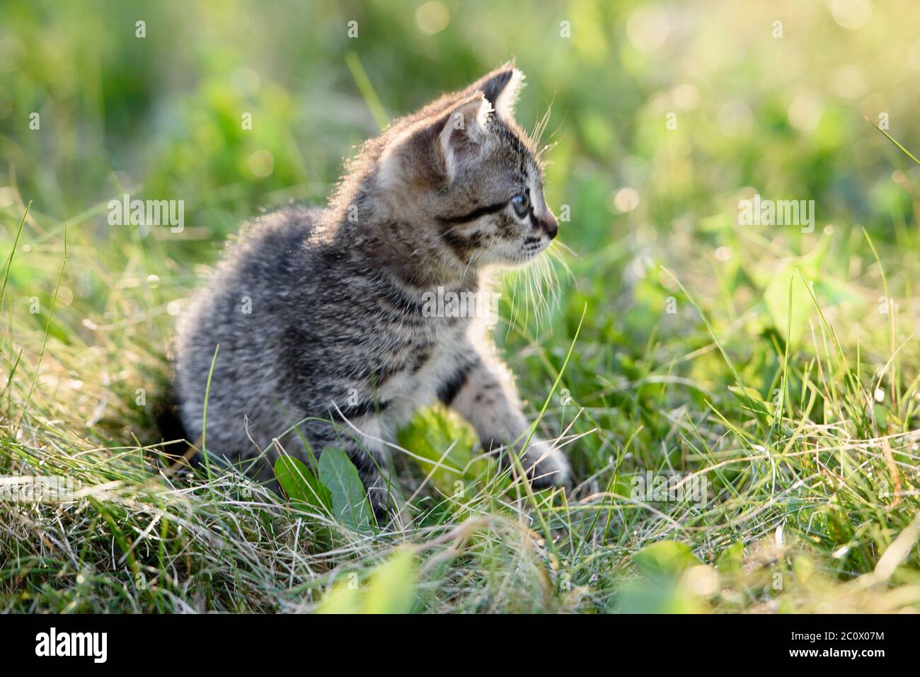 A small charming kitten walks on the green grass Stock Photo - Alamy