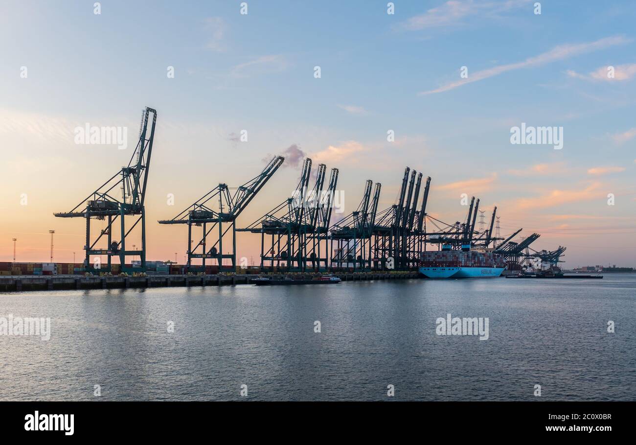 Harbor cranes and container ships in the Deurganckdok of the port of Antwerp Stock Photo