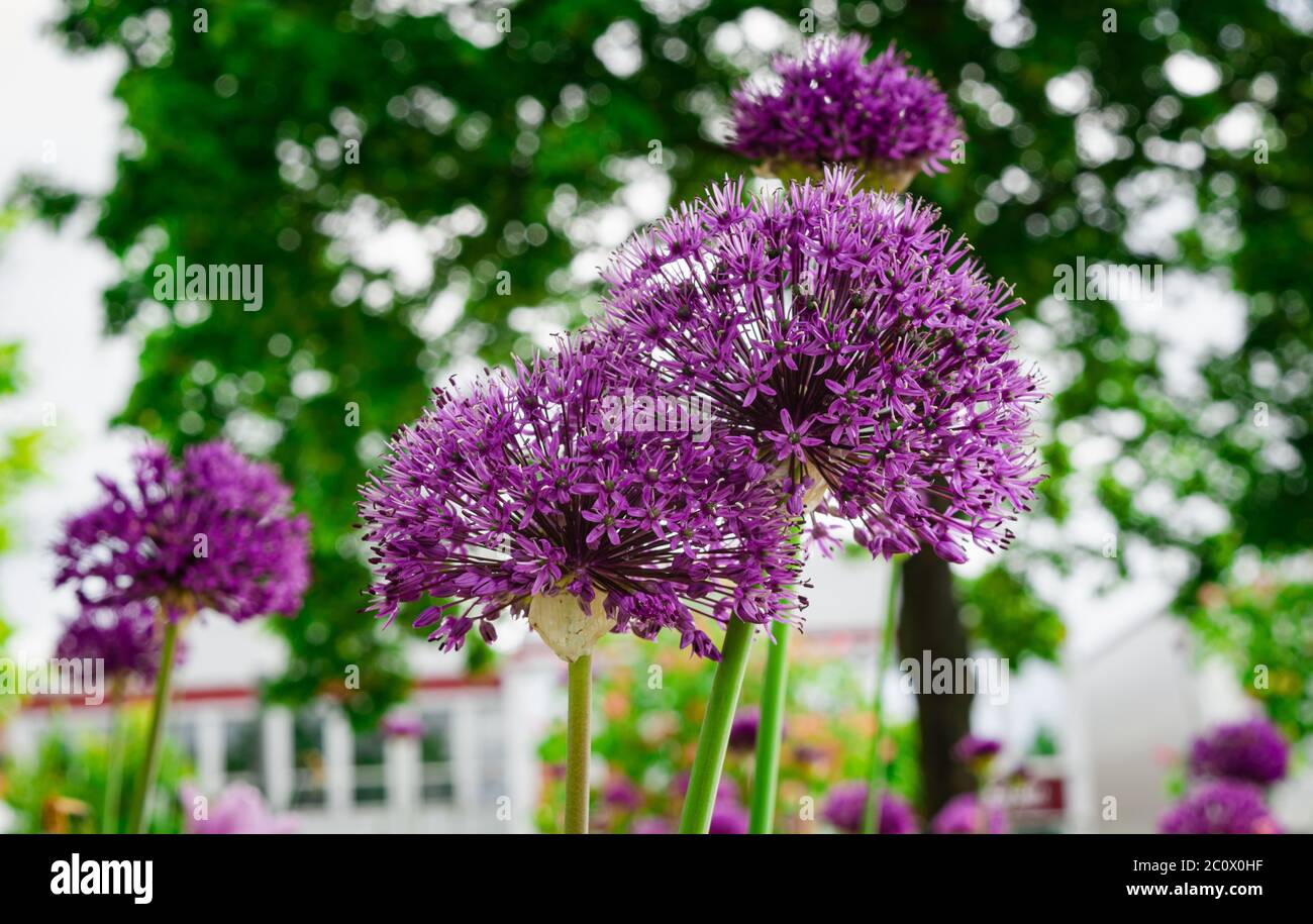 Bunch of Persian onion flowers of a garden on a rainy day, Germany