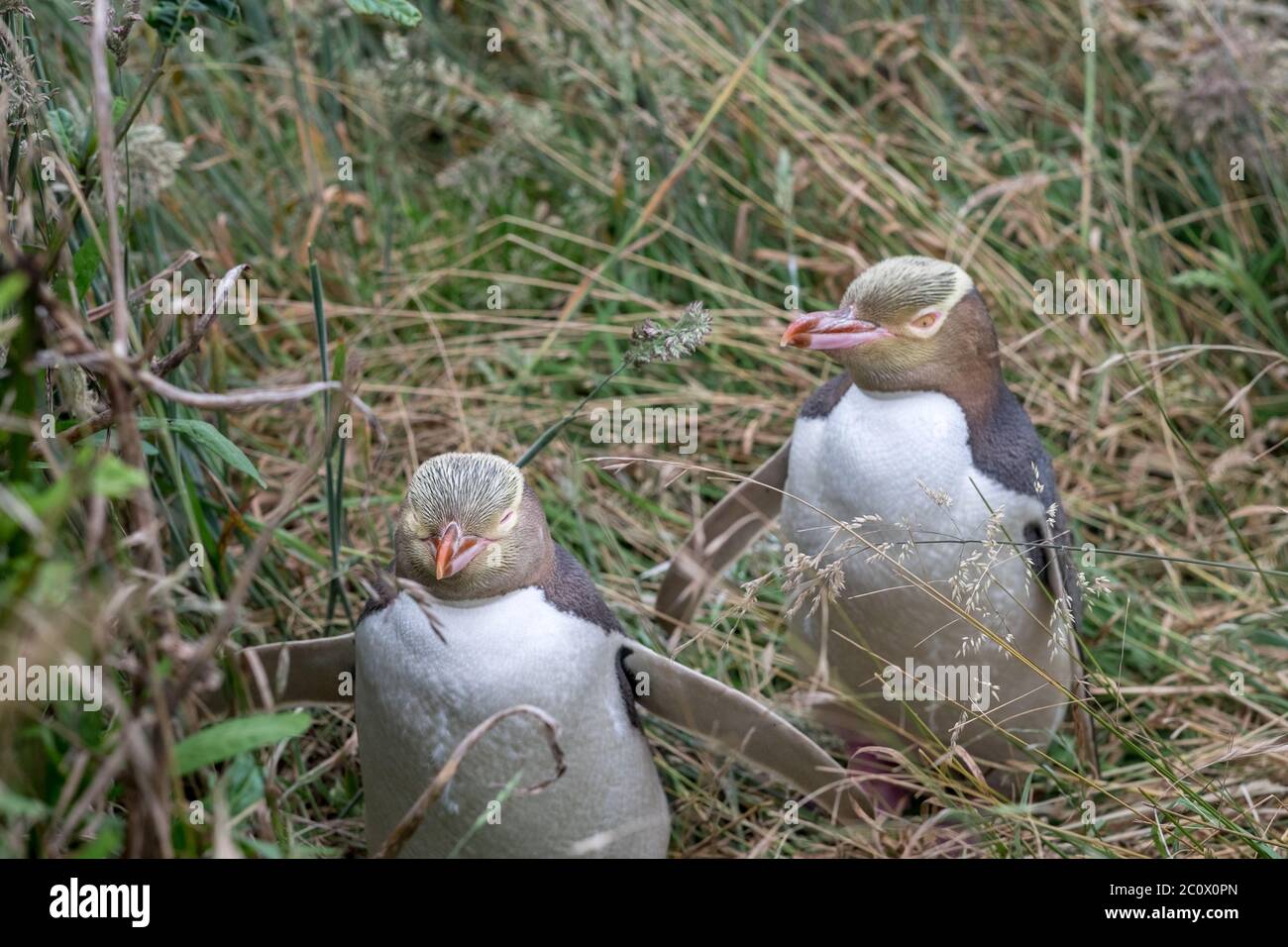 Two rare yellow-eyed penguins in their natural habitat outside Katiki Point Lighthouse in New Zealand Stock Photo