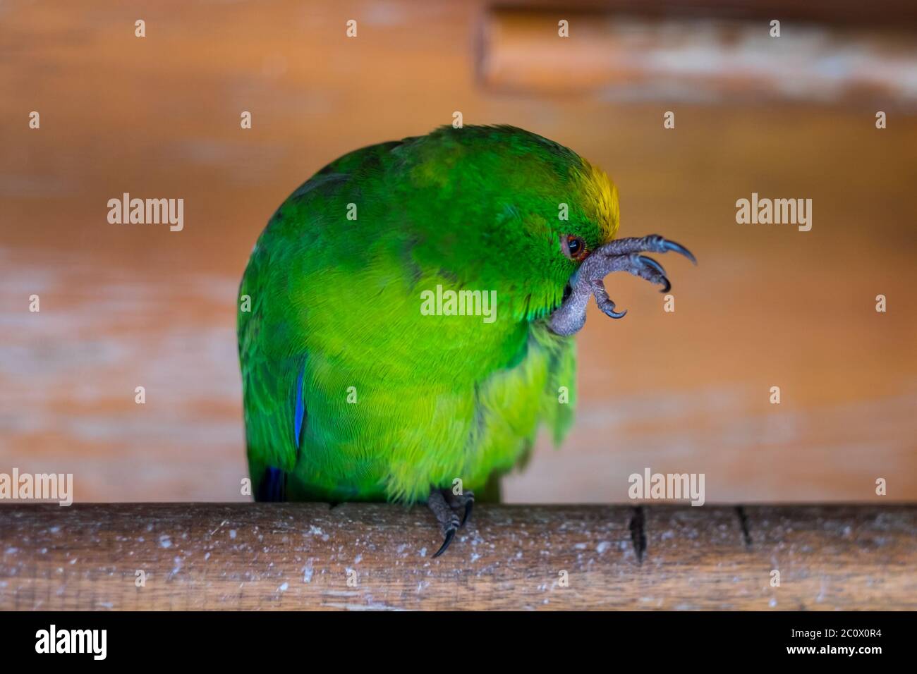 New Zealand yellow-crowned parakeet (Cyanoramphus auriceps). One of New Zealand's endemic parrot species. Stock Photo