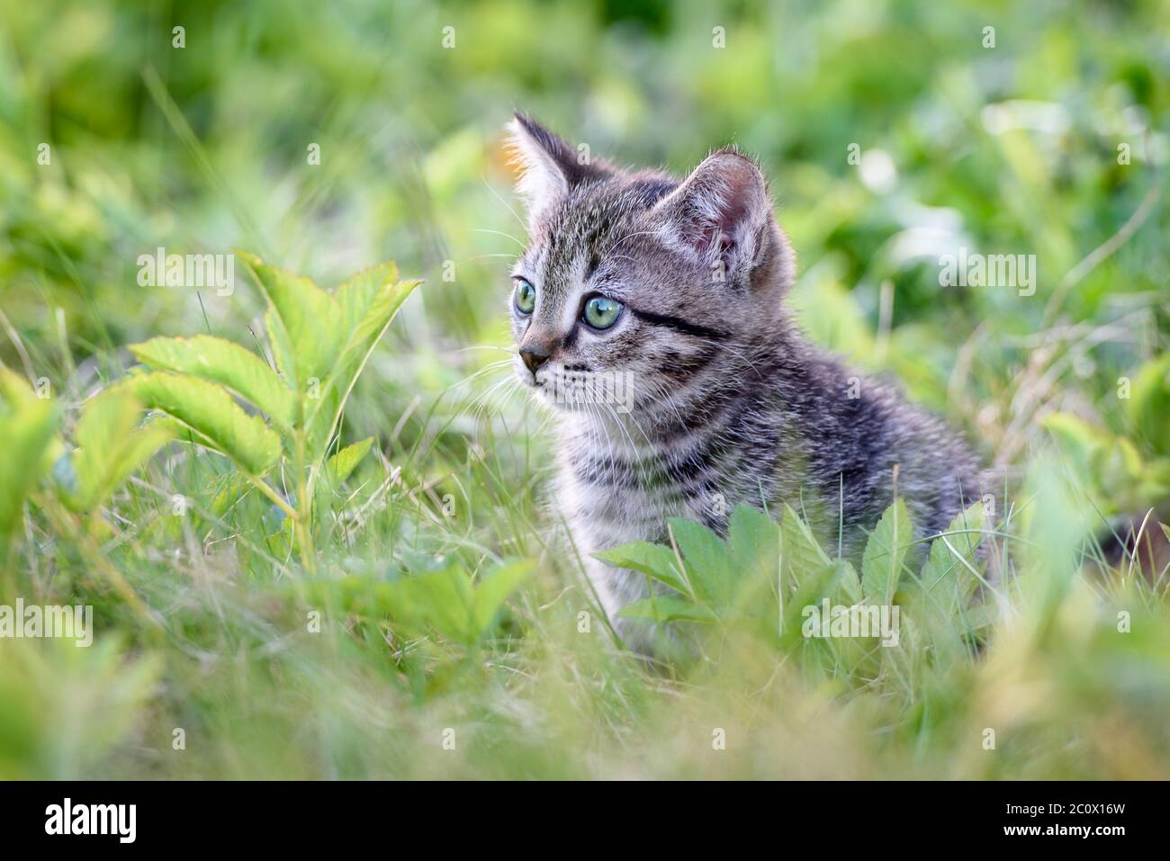 A small charming kitten on the background of a green lawn Stock Photo