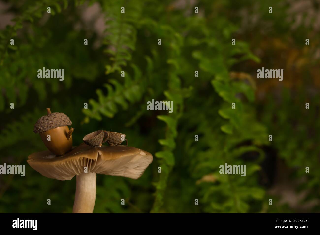 Small mushroom fairy tea-time table Stock Photo