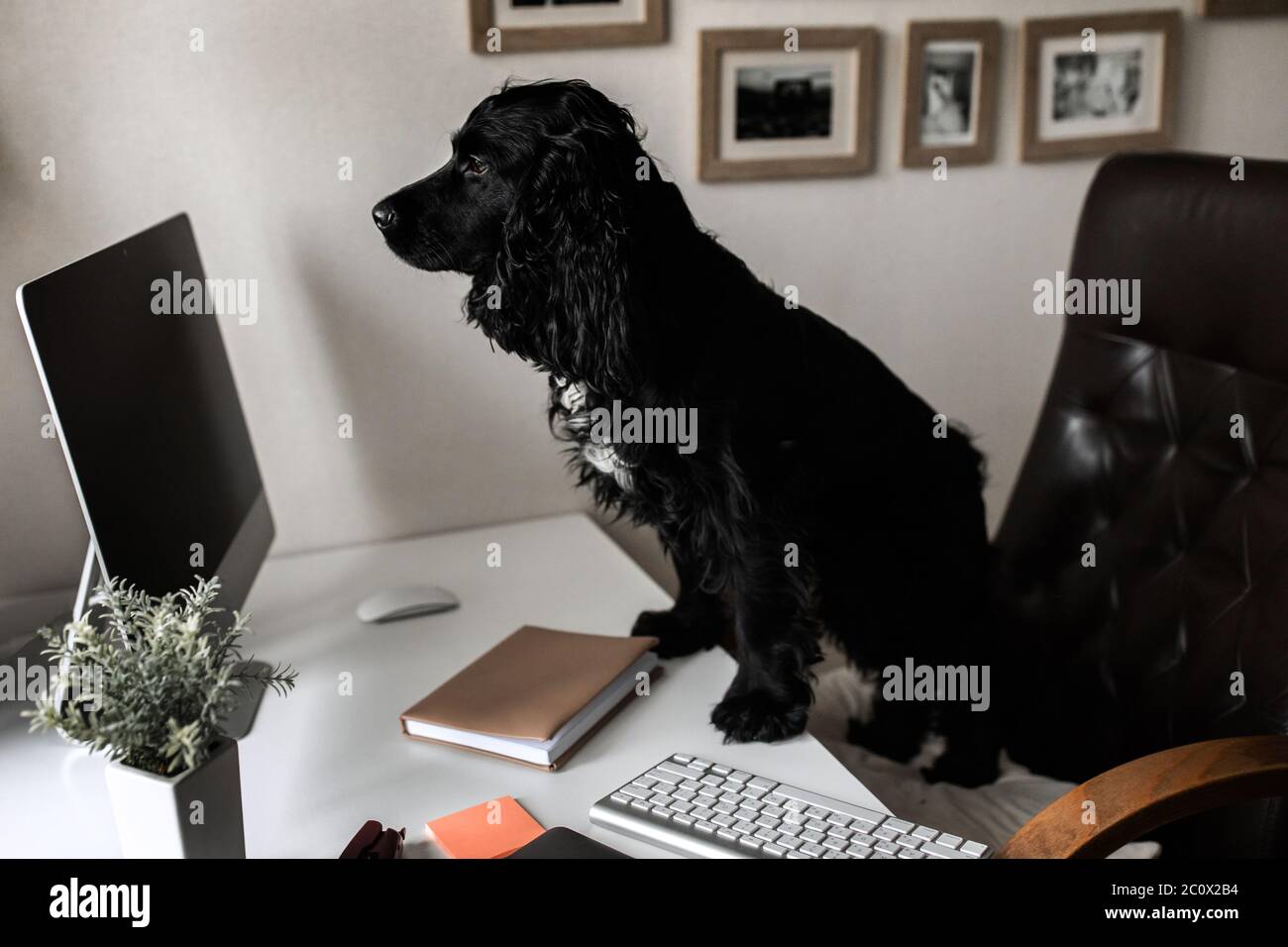 German shepherd dog using laptop hi-res stock photography and images ...