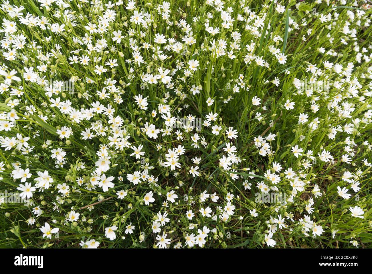 Blossom Starwort, Stellaria holostea, flowers closeup Stock Photo