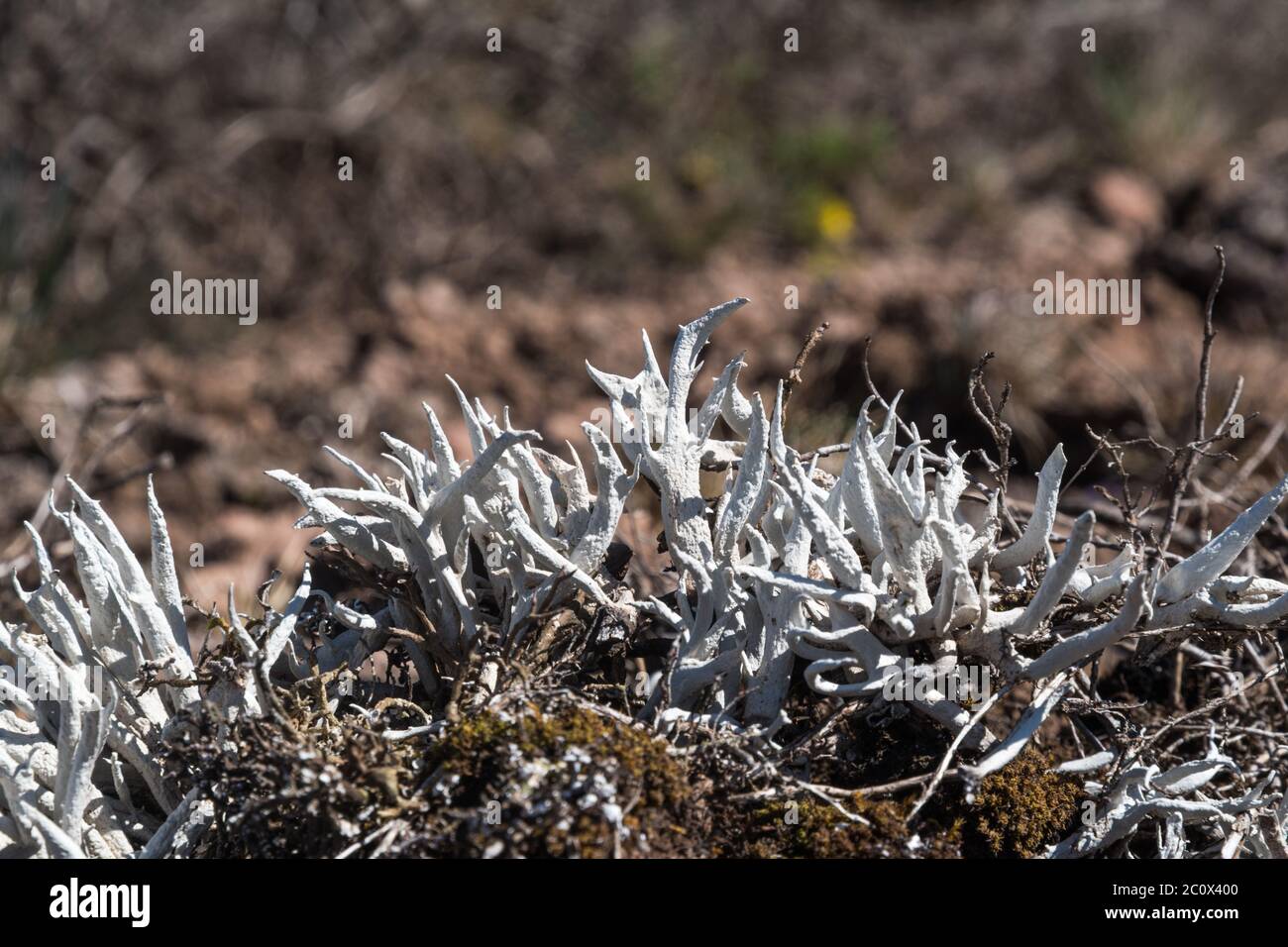 Growing Whiteworm Lichen closeup on the island Oland in Sweden Stock Photo