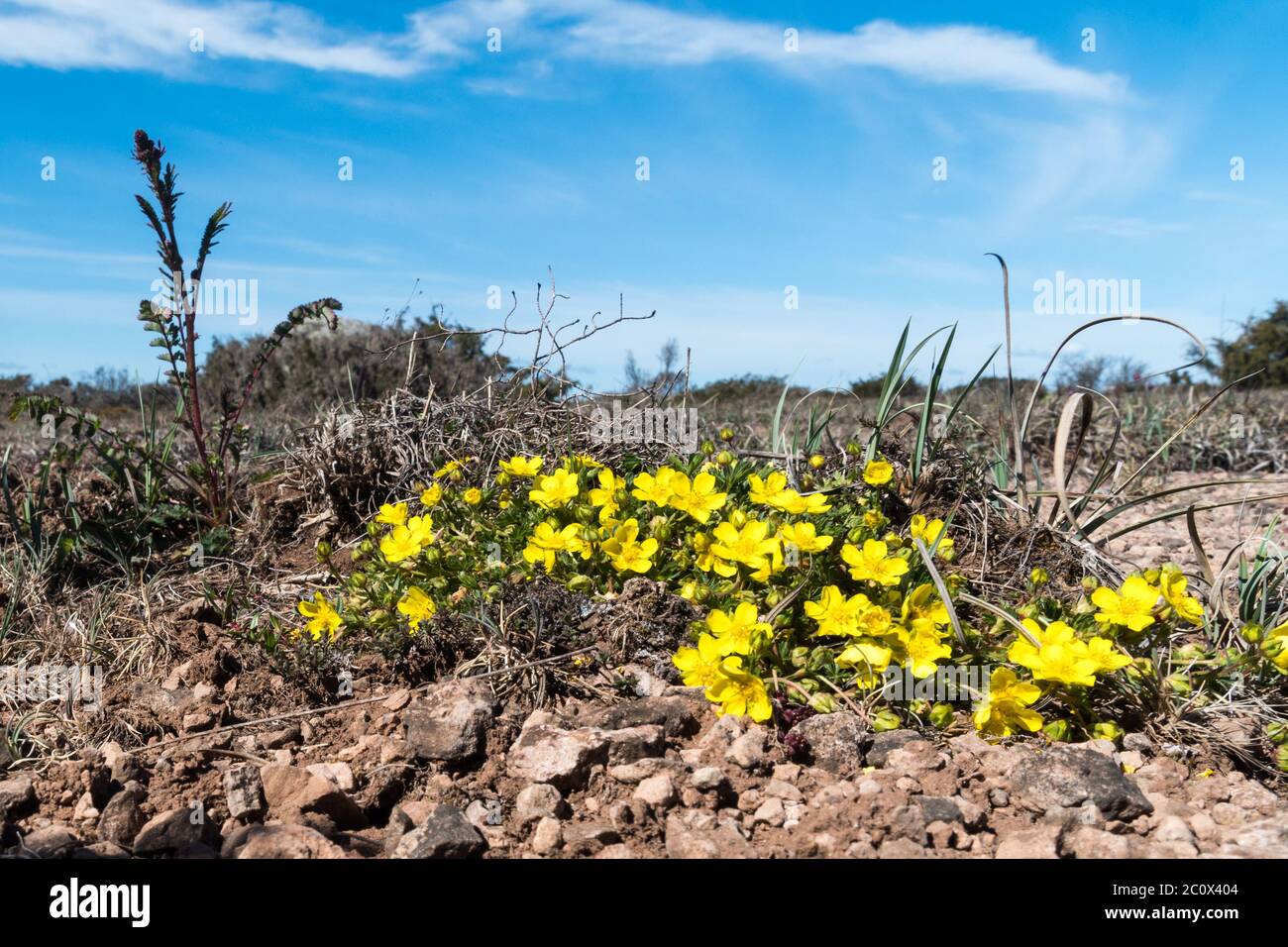 Group with blossom Hoary Rockroses in a great plain grassland on the island Oland in Sweden Stock Photo