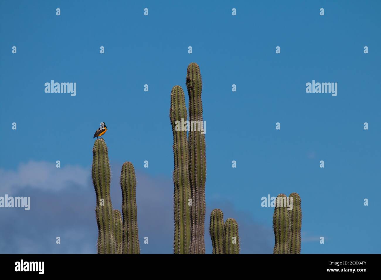 Venezuelan troupial (Icterus icterus) standing on a giant club cactus (Cereus repandus) Stock Photo