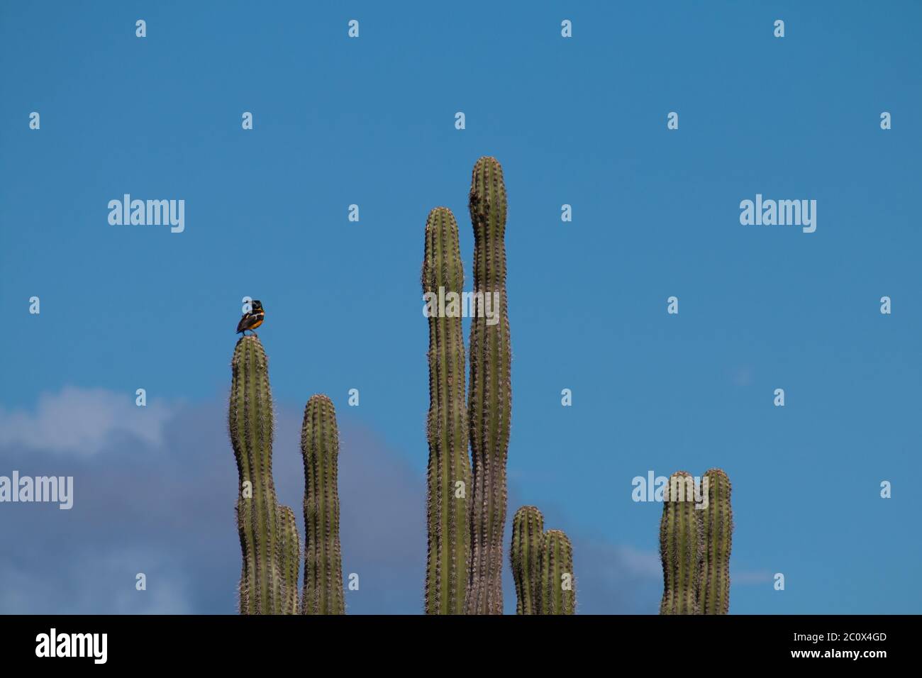 Venezuelan troupial (Icterus icterus) standing on a giant club cactus (Cereus repandus) Stock Photo