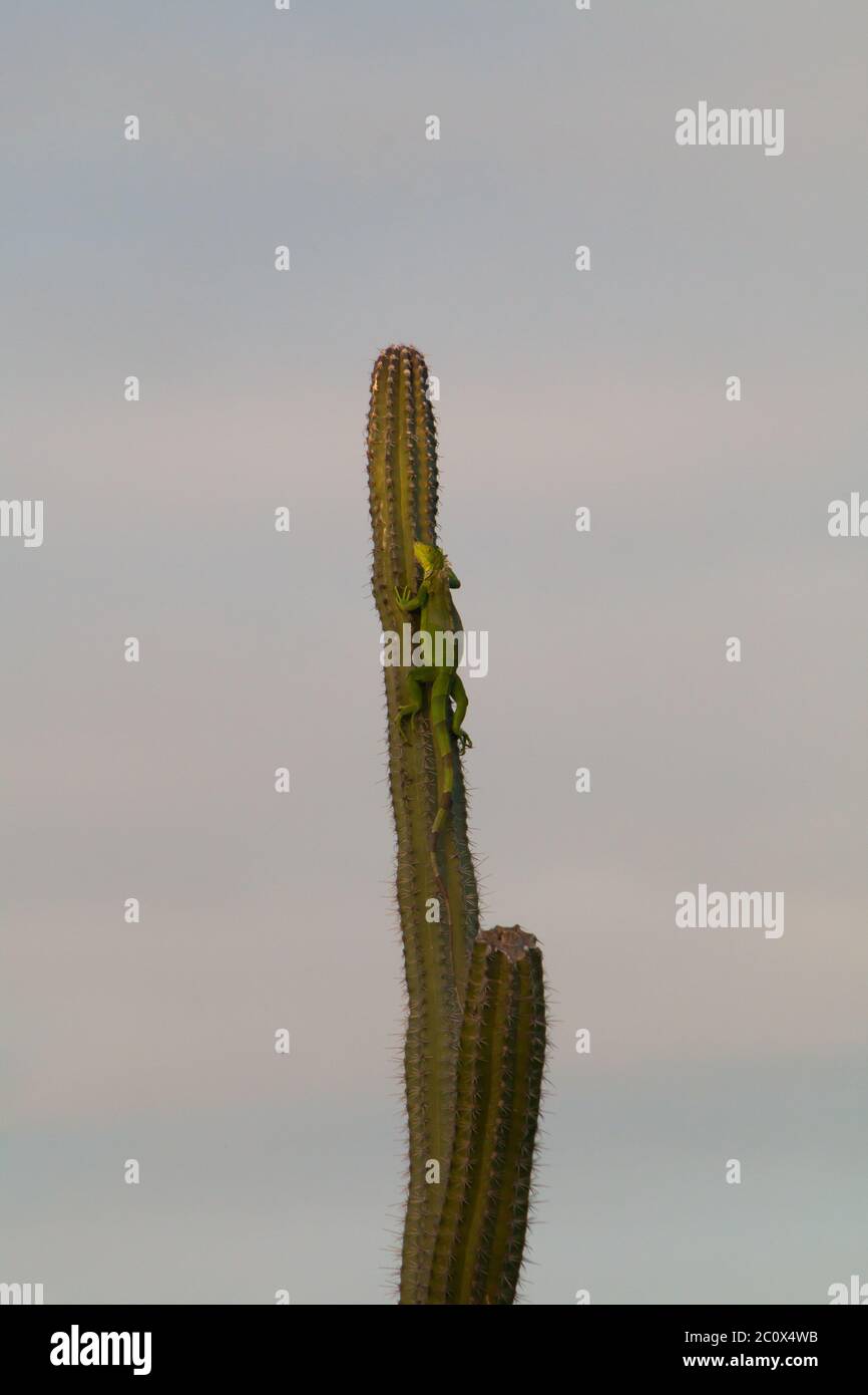 Green iguana (Iguana iguana) sunbathing on a giant club cactus (Cereus repandus) Stock Photo