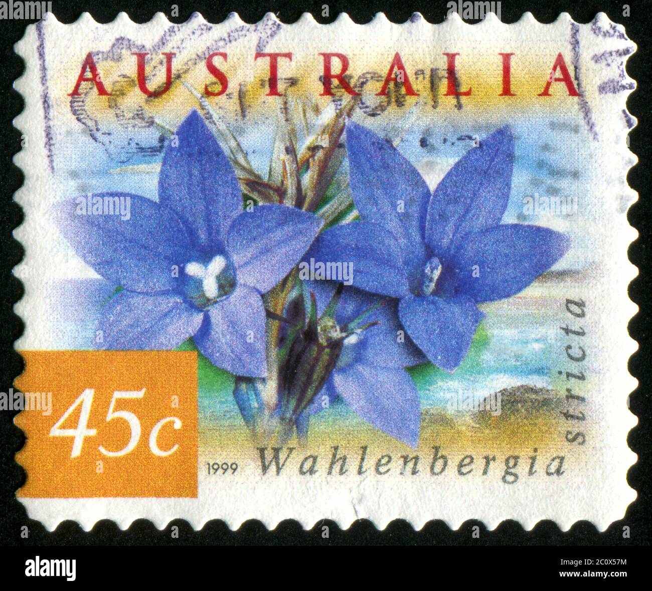 AUSTRALIA - CIRCA 1999: stamp printed by Australia, shows Wahlenbergia stricta, circa 1999 Stock Photo