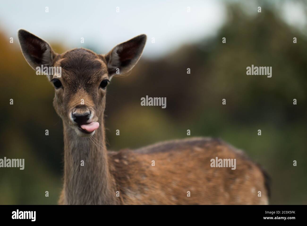 Portrait of young fallow deer (Dama dama) licking its nose Stock Photo