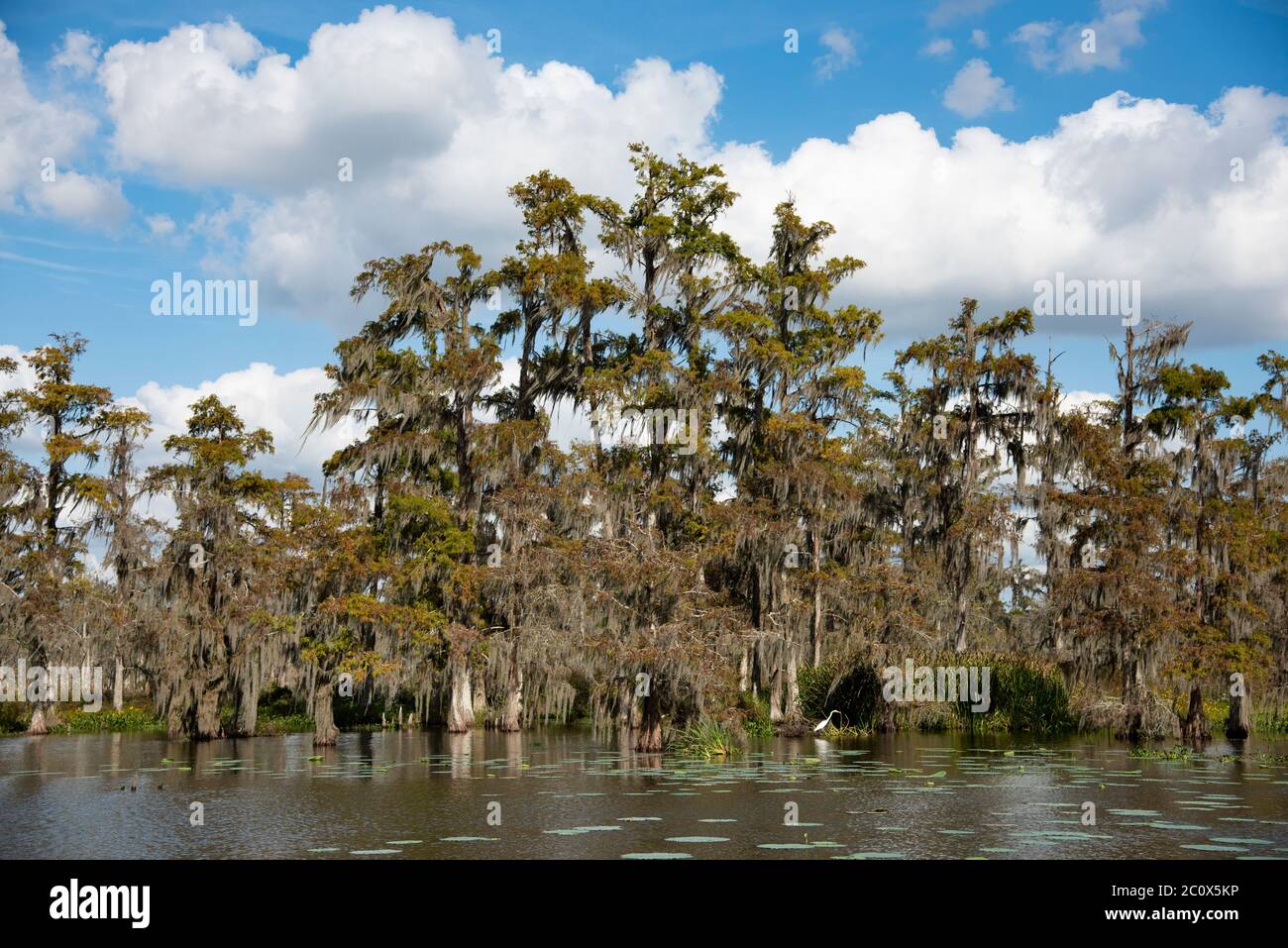 USA,  Deep South, Louisiana, Houma, Swamp tour Stock Photo