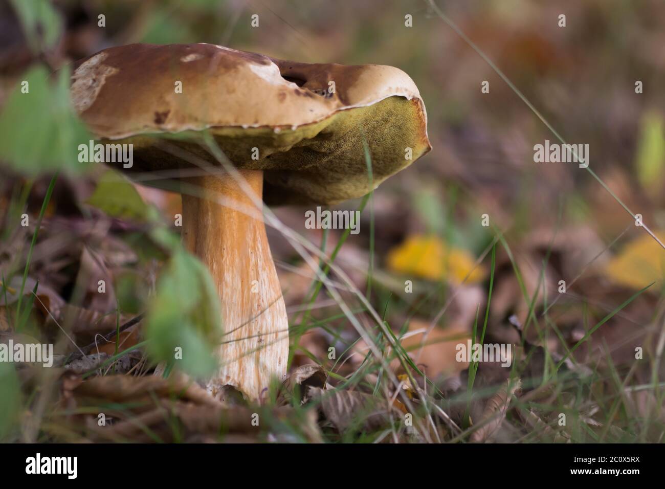 Boletus Edulis Wild Hi res Stock Photography And Images Alamy boletus-edulis-wild-hi-res-stock-photography-and-images-alamy